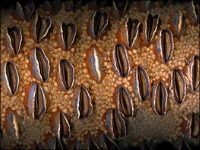 Ibero-American Meeting for Distance Higher Education 12-14 November 2014