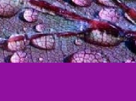 Report on Innovative Models for Collaboration and Student Mobility in Europe   